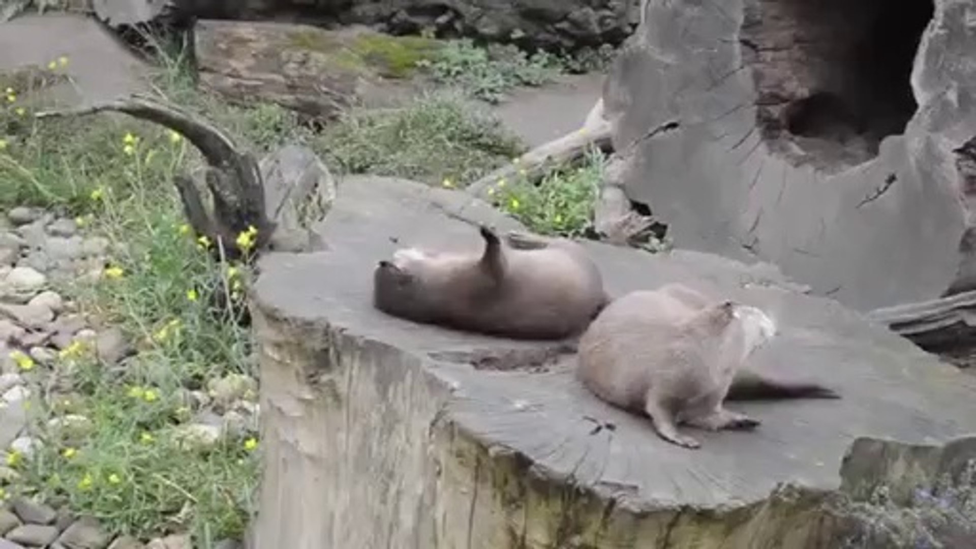 ⁣Otter spielt mit einem Stein
