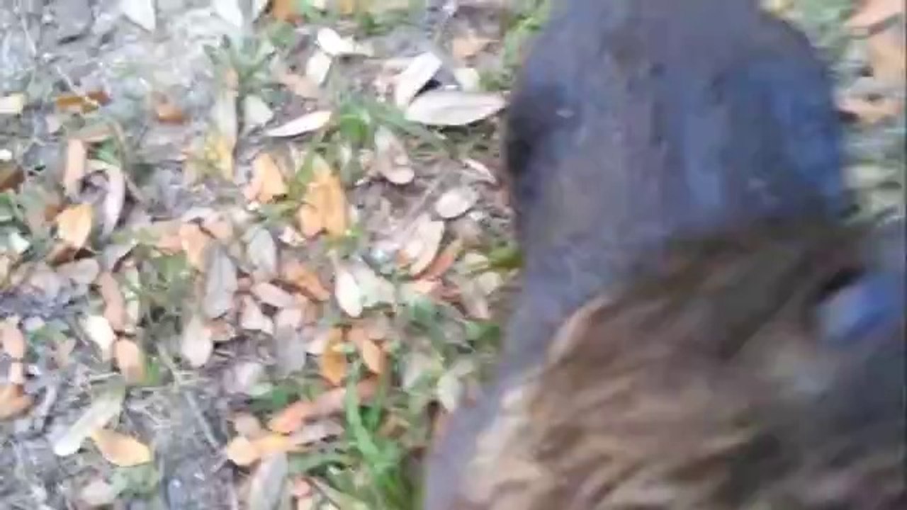 Otter verhält sich wie ein Hund