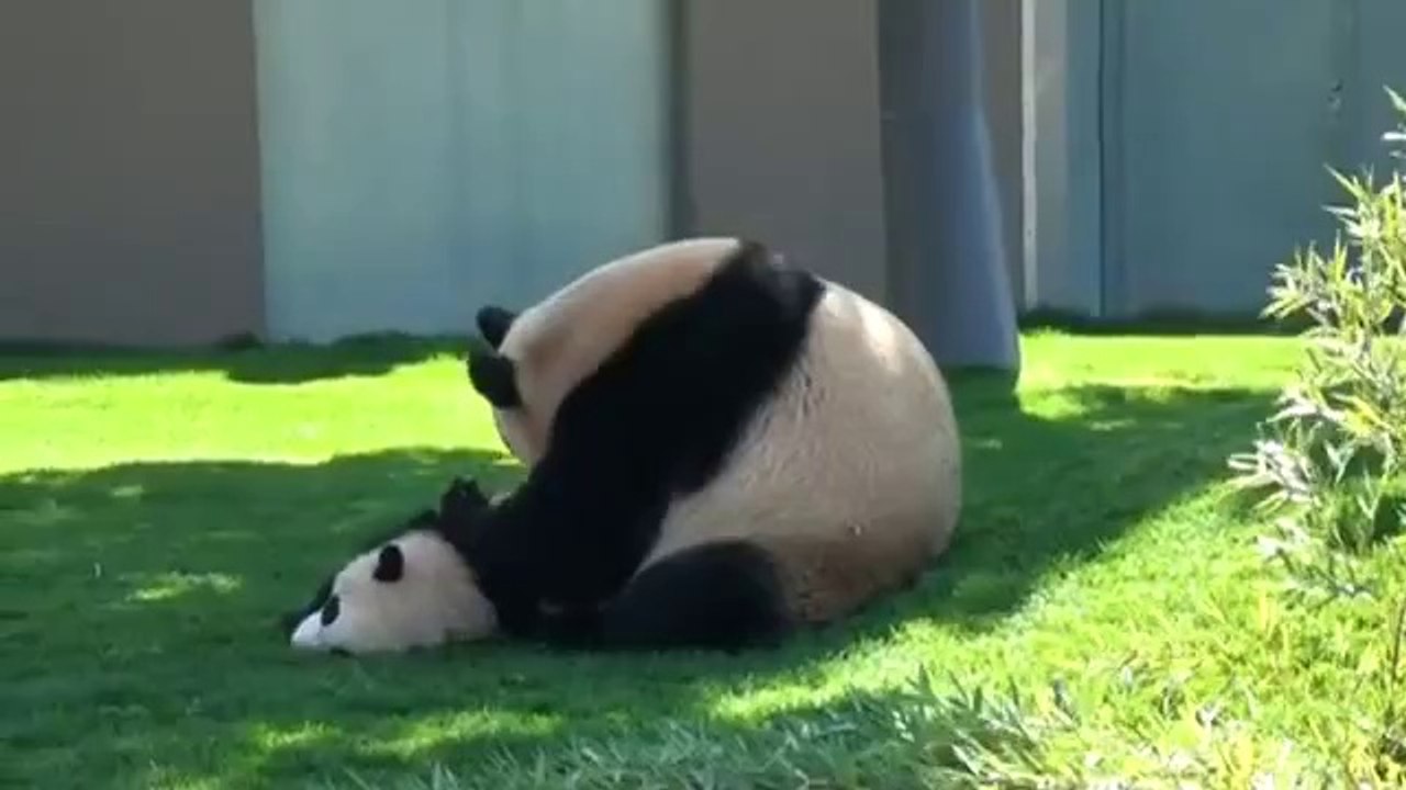 Panda Mama kämpft mit ihrem eigenen Baby