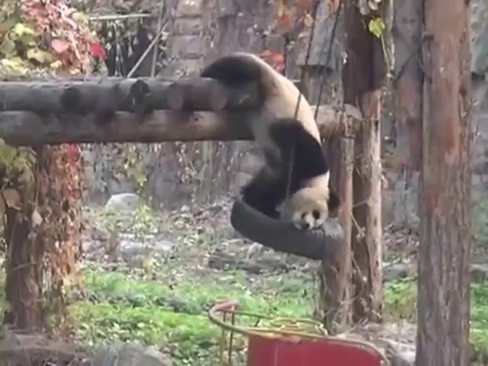 Panda speilt mit einer Reifenschaukel