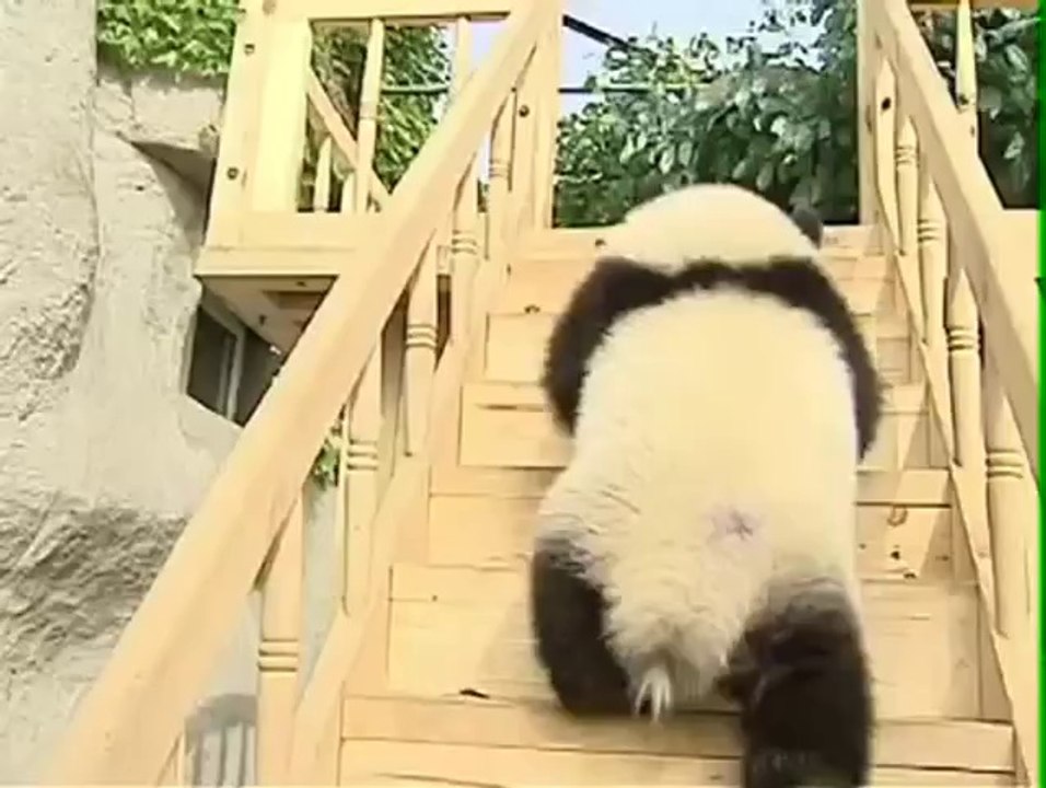 Pandas erkunden ihren neuen Spielplatz