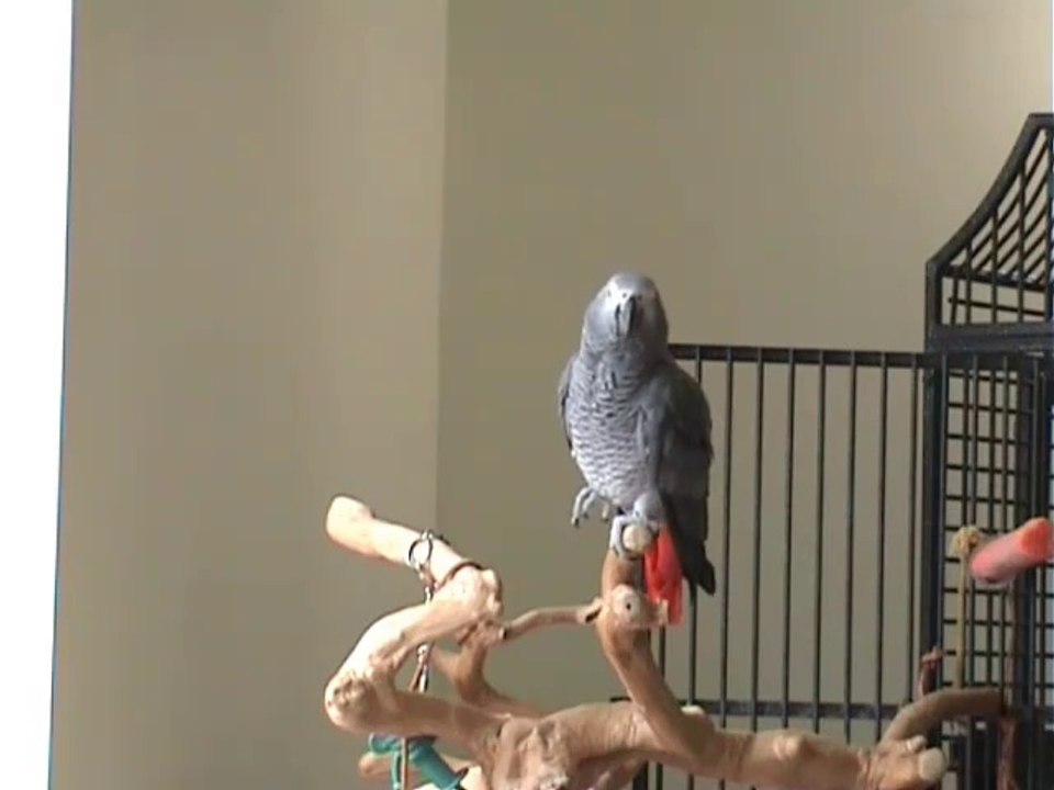 Papagei klickt und pfeift zu Always Look on the Bright Side of Life