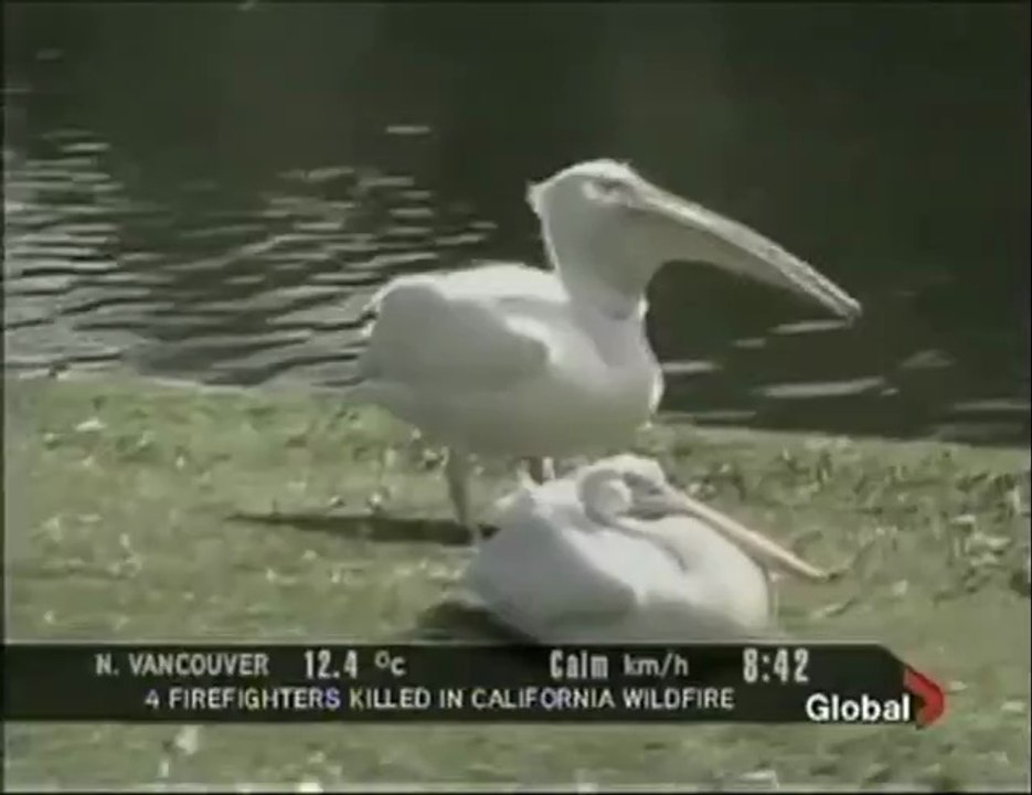 Pelikan frisst einen ganzen vogel