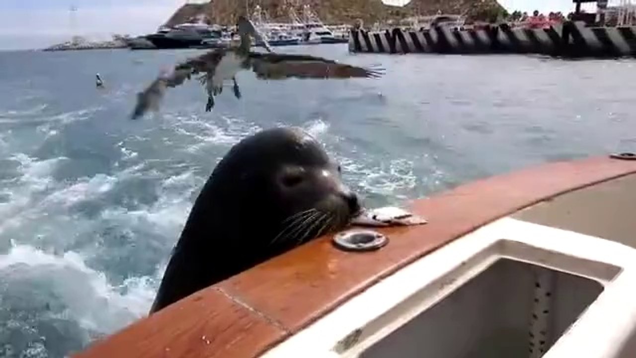 Pelikan schnappt dem Seelöwen einen Fisch vor der Nase weg