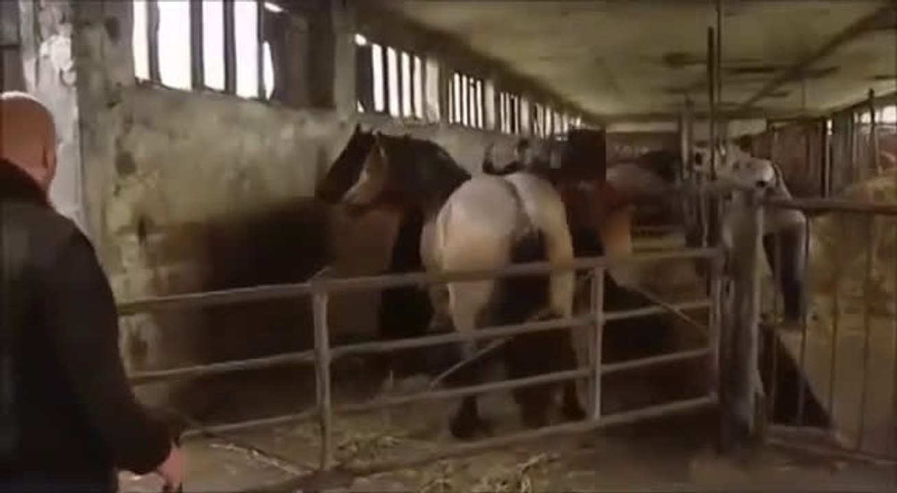 Pferd mach einen unfreiwilligen Überschlag