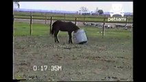 Pferd spielt mit einer Mülltonne