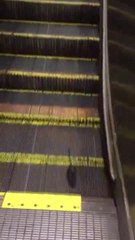 Ratte hat die falsche Rolltreppe genommen