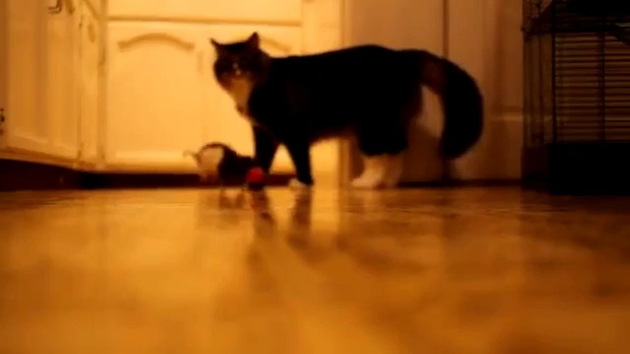 Ratte verhält sich wie ein hund