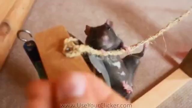 Ratten machen tolle Tricks