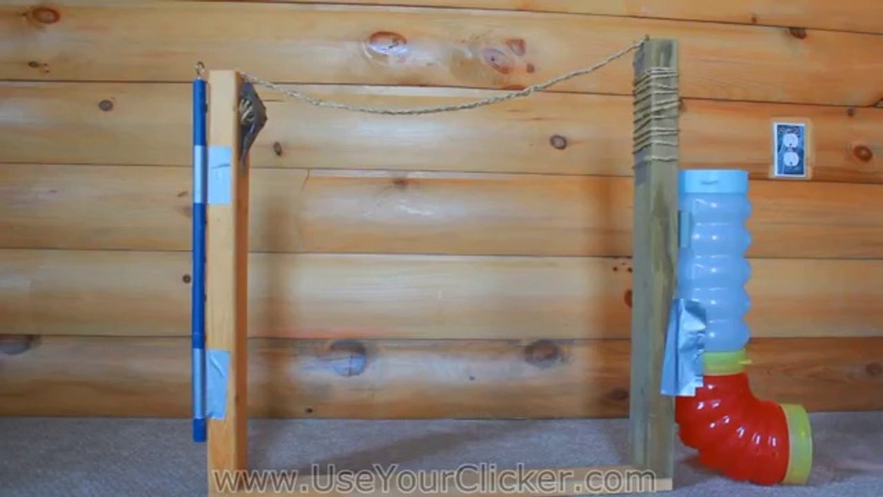 Ratten zeigen coole Tricks