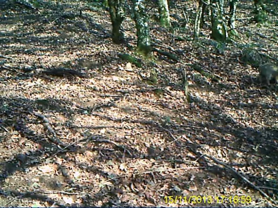 sanglier 030 (2)