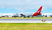 FSX Qantas Boeing 767 Landing @ Brisbane RWY 19 ( HD )