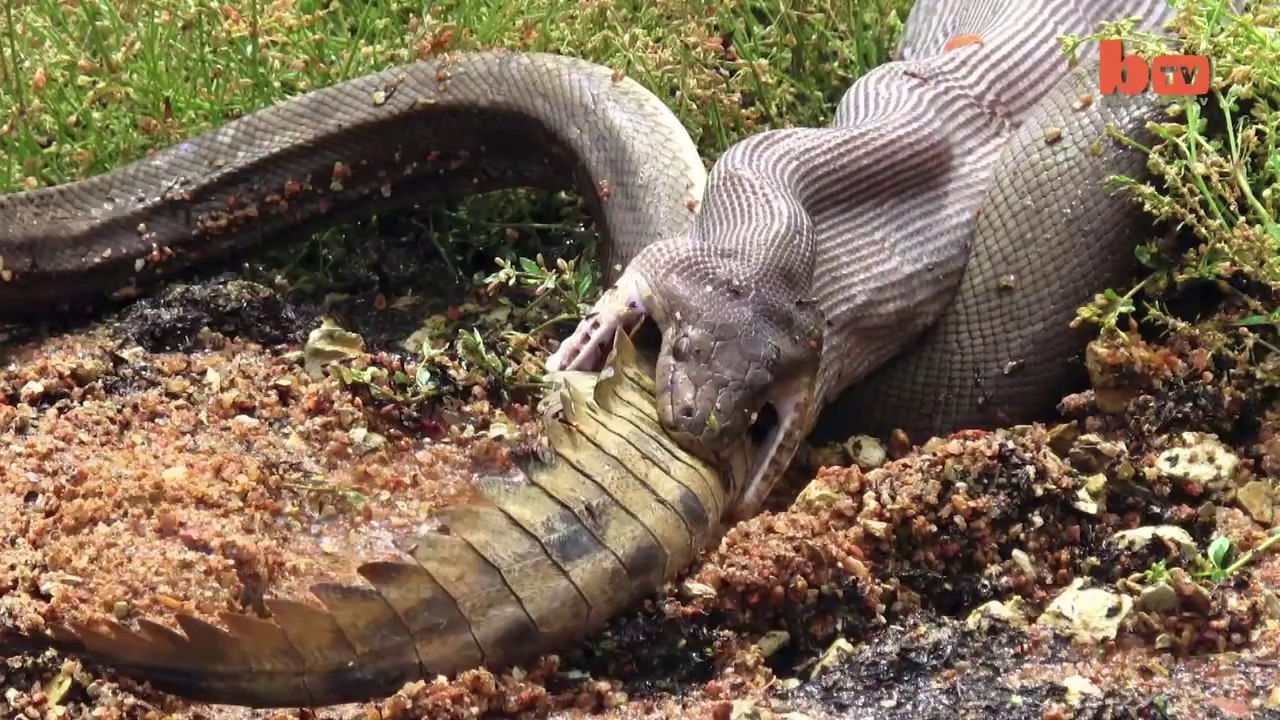 Caught On Camera  Snake Devours Crocodile After 5 Hour Battle
