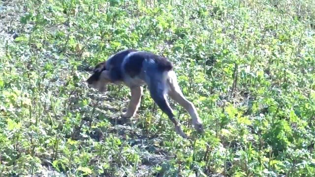 1 ere sortie sur caille de iona epagneul breton de 3 mois et demi