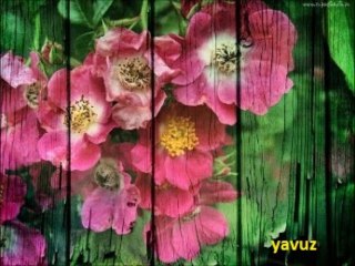 KİBARİYE-NERDESİN