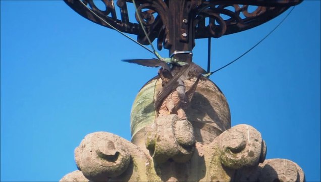 Faucon pèlerin Nancy (54,FR), Accouplement et offrande