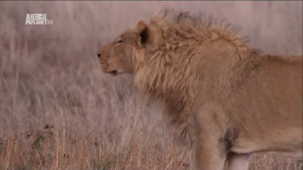 Szaleńczy żer. Lwy.