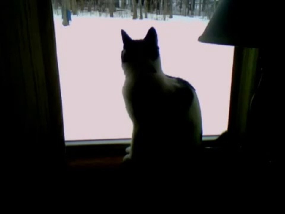 Silhouette Cat in Window