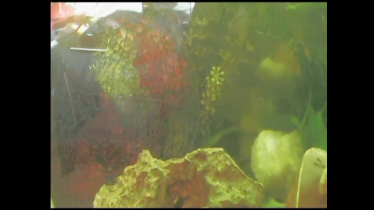 mon aquarium 3 EPLem.JJR3(2)