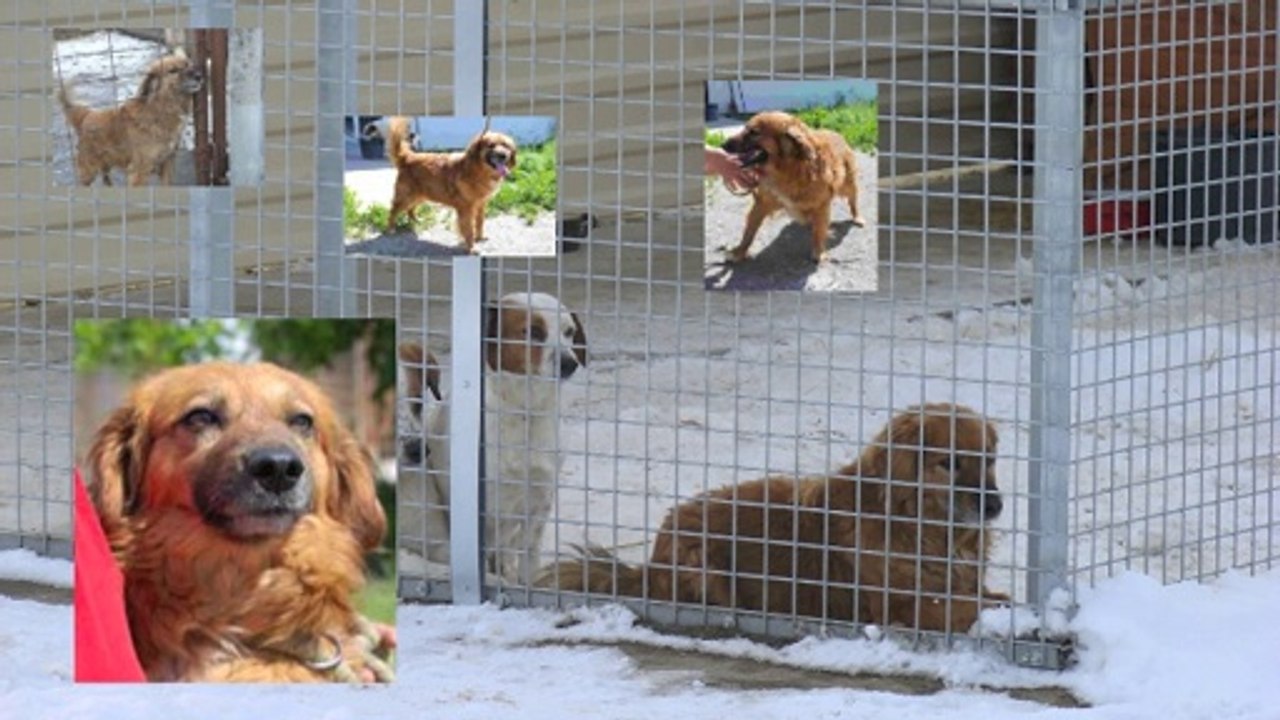 Projekt Pusztahunde - Rudi I ( Rüde)