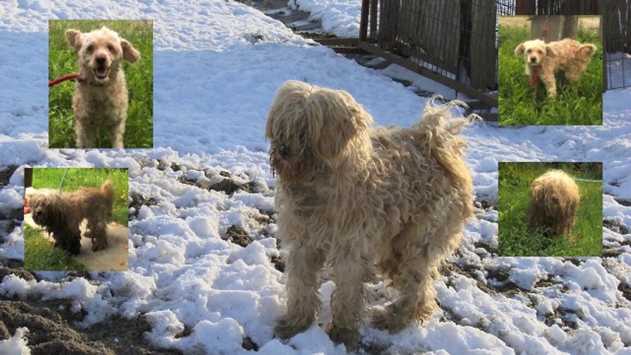 Projekt Pusztahunde - Vitez (Rüde)