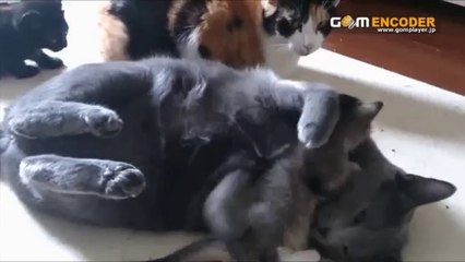 高血圧下げる「福辻式」 実践 検証 動画 結果 購入 レビュー 感想 口コミ ブログ 体験 評価 評判