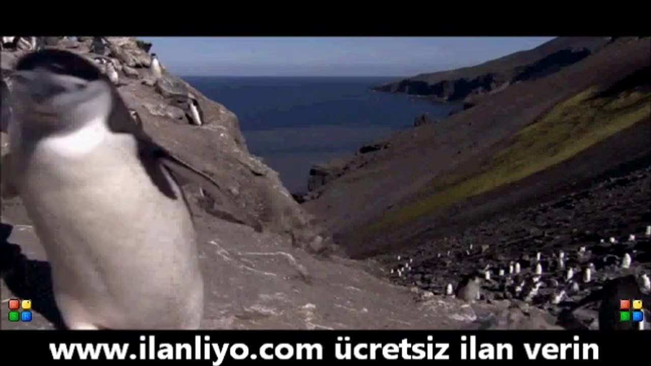 Penguen Belgeseli