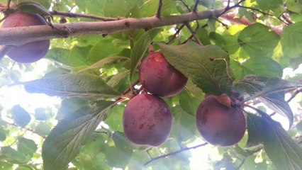 برغم لي صار