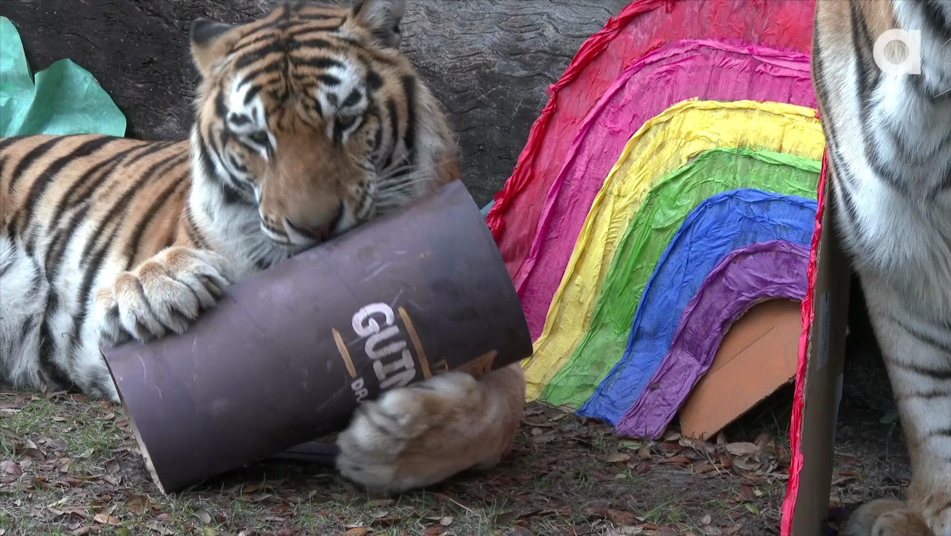 St Patrick's Day for TIGERS!