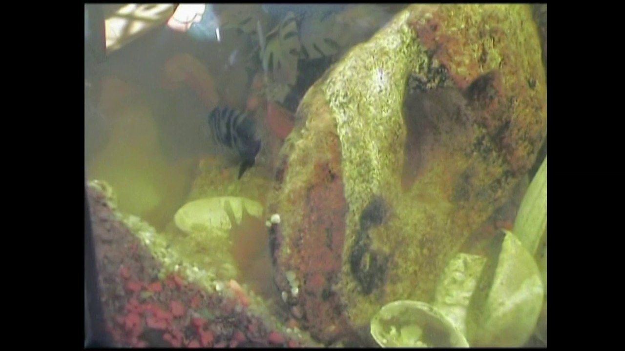 mon aquarium 2
