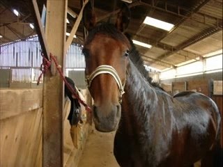 les écuries de chirmont