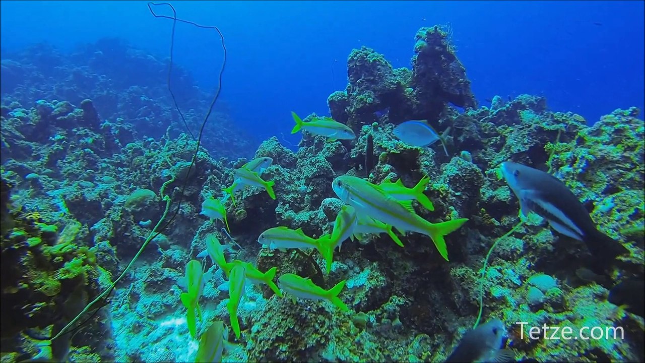 Watch The Amazing Bahamas In HD
