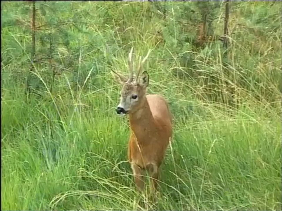 Arcs en Ciel, Chasses d'Azur