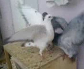 Mavi Keşpir yavru bakışı