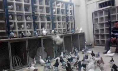 Eyüphan kuşcu kahvesi askeri kuşlar - Şanlıurfa