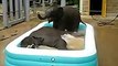 Baby Elephants Play In Kiddie Pool