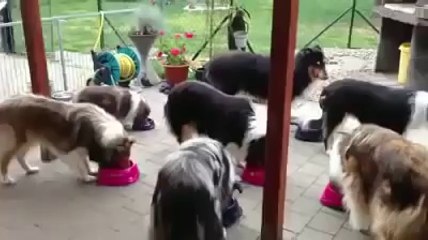 Well trained dogs called to dinner one at a time by name