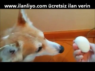 Yumurta Soyma Tekniği