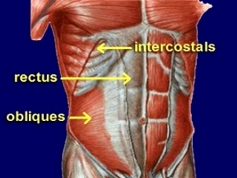 Cough Reflex