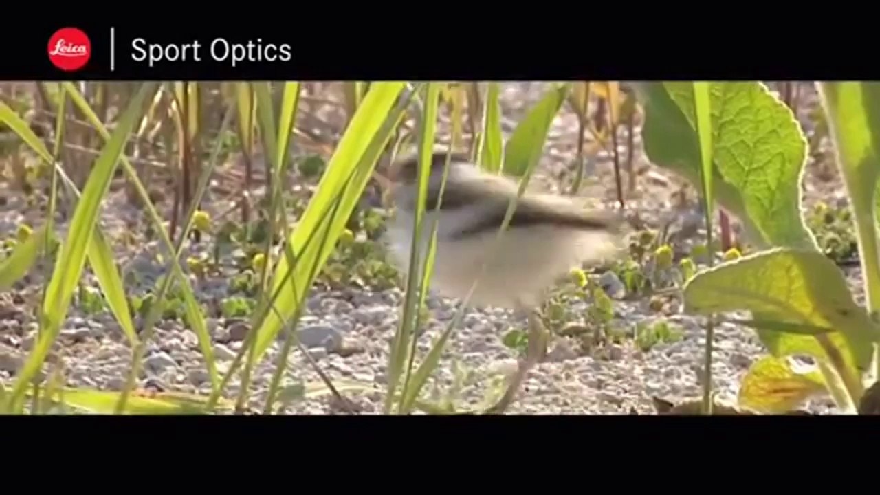 Birding Store Denver & Digiscoping with Leica Sport Optics