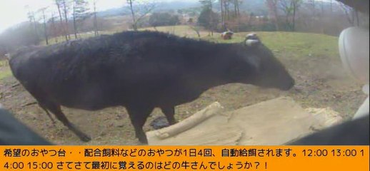 2014-03-02 15-50　牧場３号機　ナナちゃん、