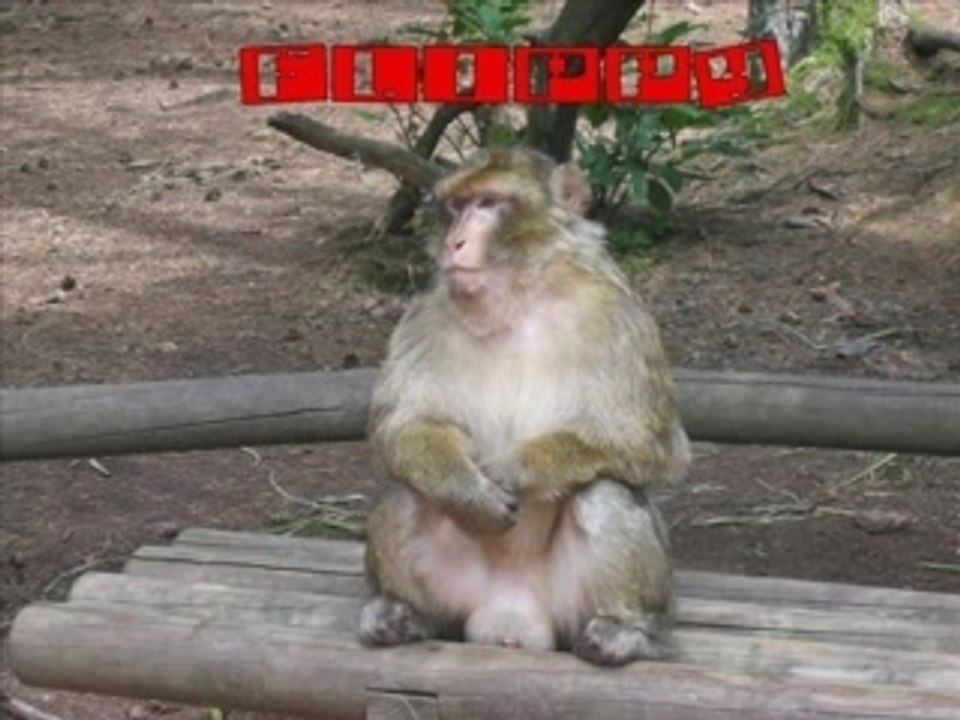 Pub 12 MonKey'$