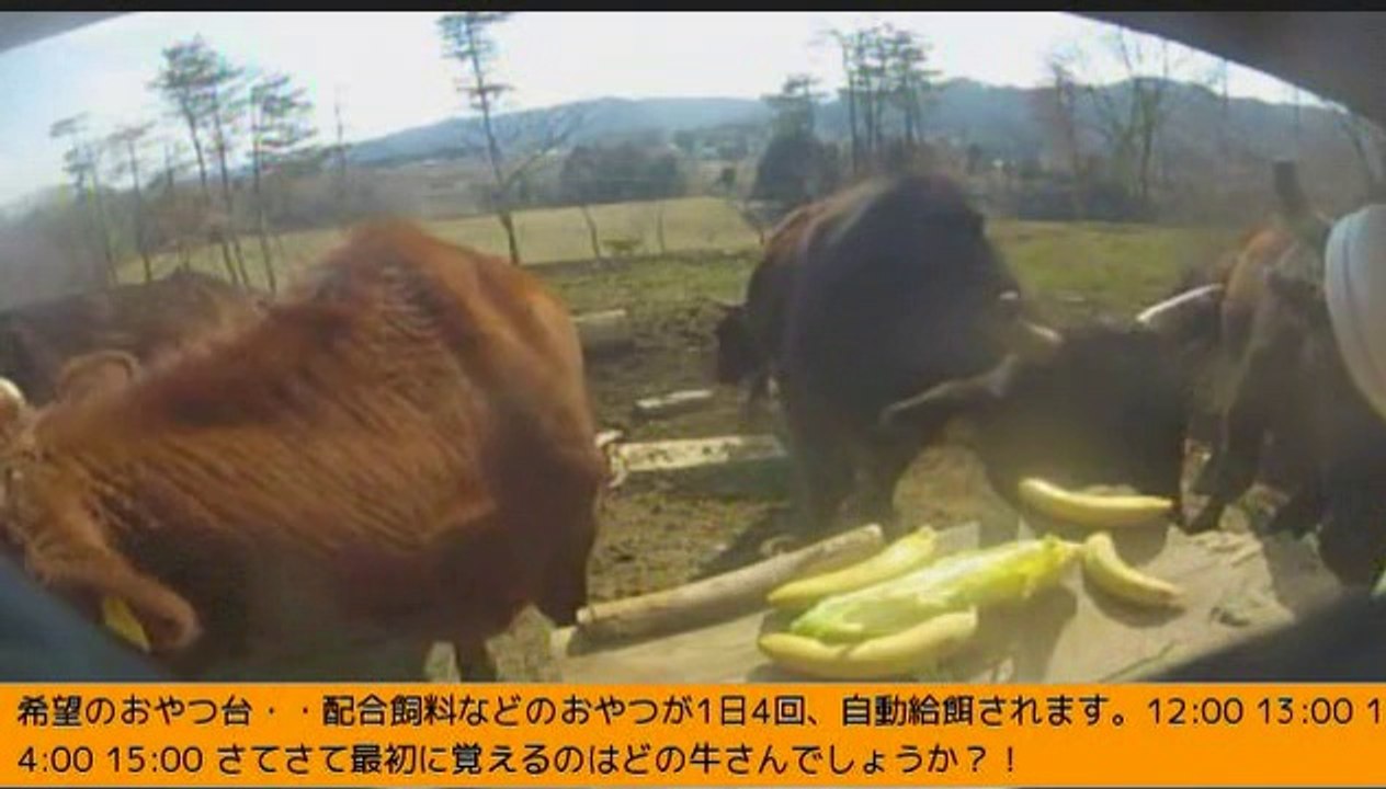 2014-03-07 13-40-牧場三号機　シズお姉さん　バナナ