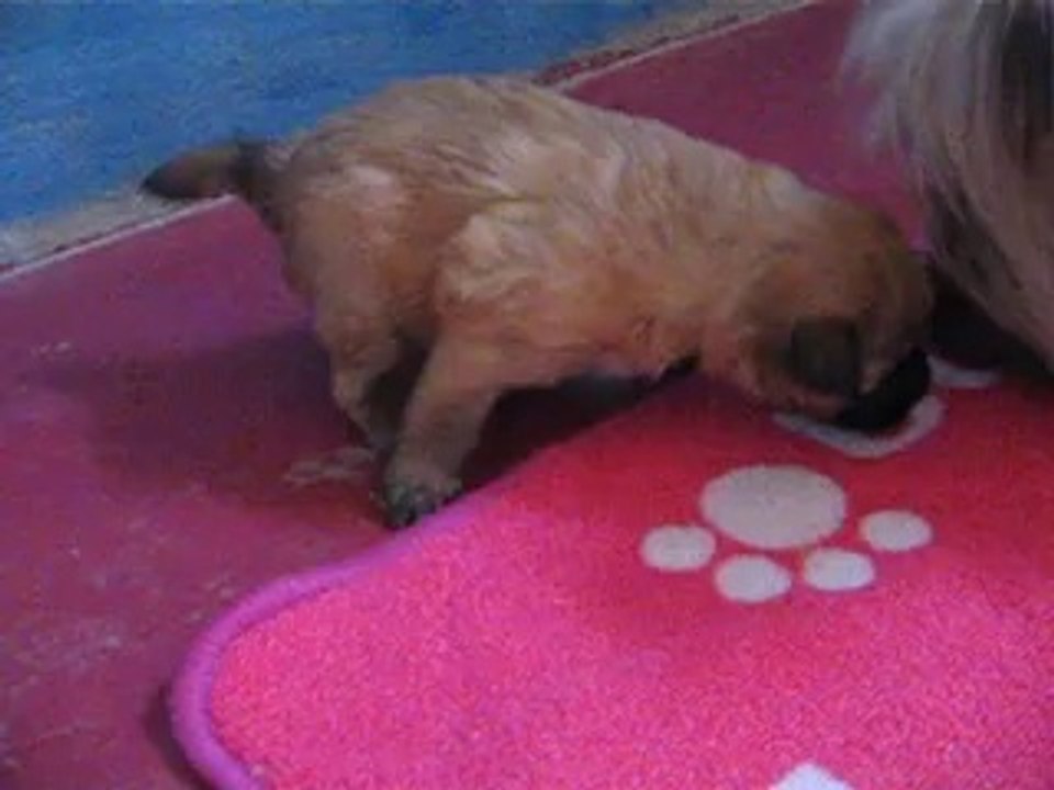 chiot calypso et fohen elles ont 3 semaines