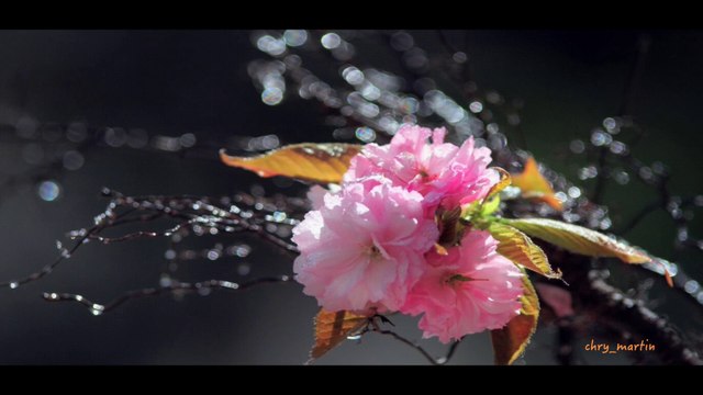 Daivame Nin Muham Kanuvanayi old super hit Malayalam Christian Devotional song by K J Yesudas