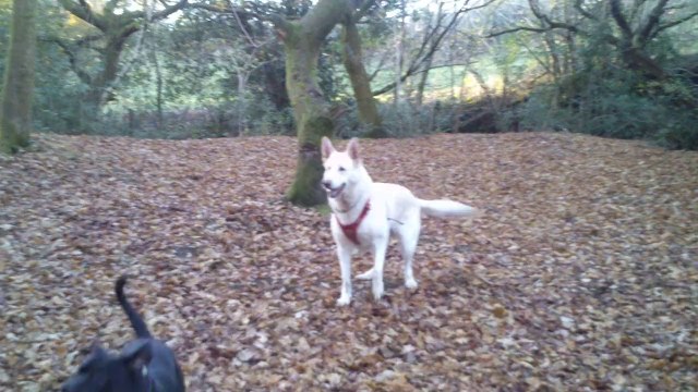 White German Shepherd Playing with Staffordshire Bull Terrier