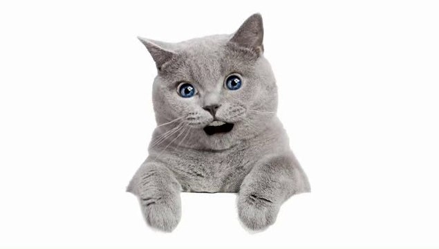 A Paris sur mon petit cheval gris