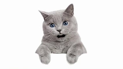 Ah vous dirai-je maman