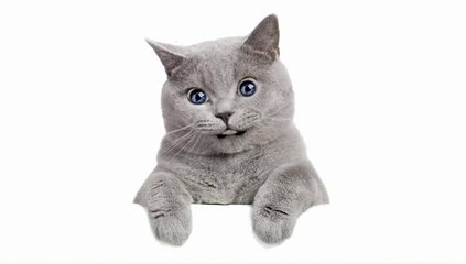 Alouette gentille alouette