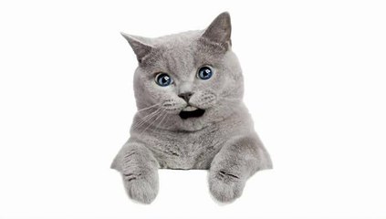 Anatole, Monsieur Paul